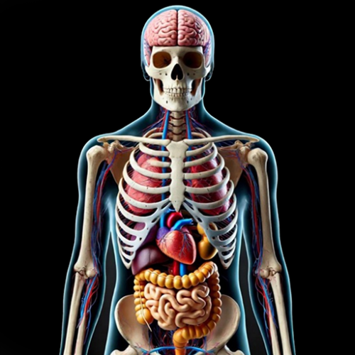 Проработка "Внутренние органы"