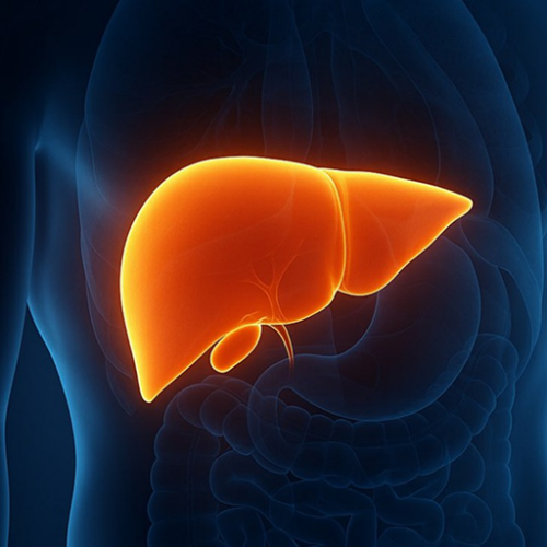 Проработка "Печень и желчный: трансформация гнева и агрессии"