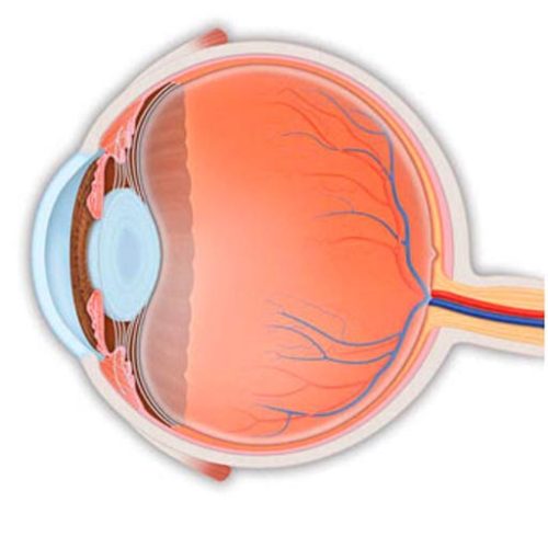Проработка «Структуры глаза: восстановление зрения и пробуждение внутреннего света»